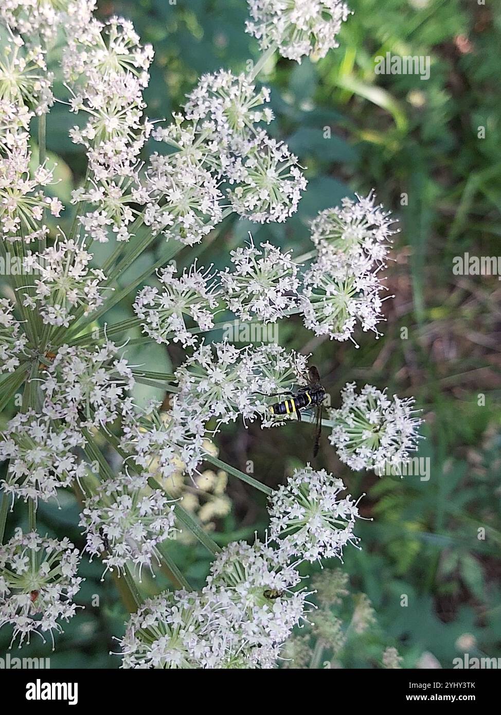 Edle Wasp-Sägefliege (Tenthredo vespa) Stockfoto
