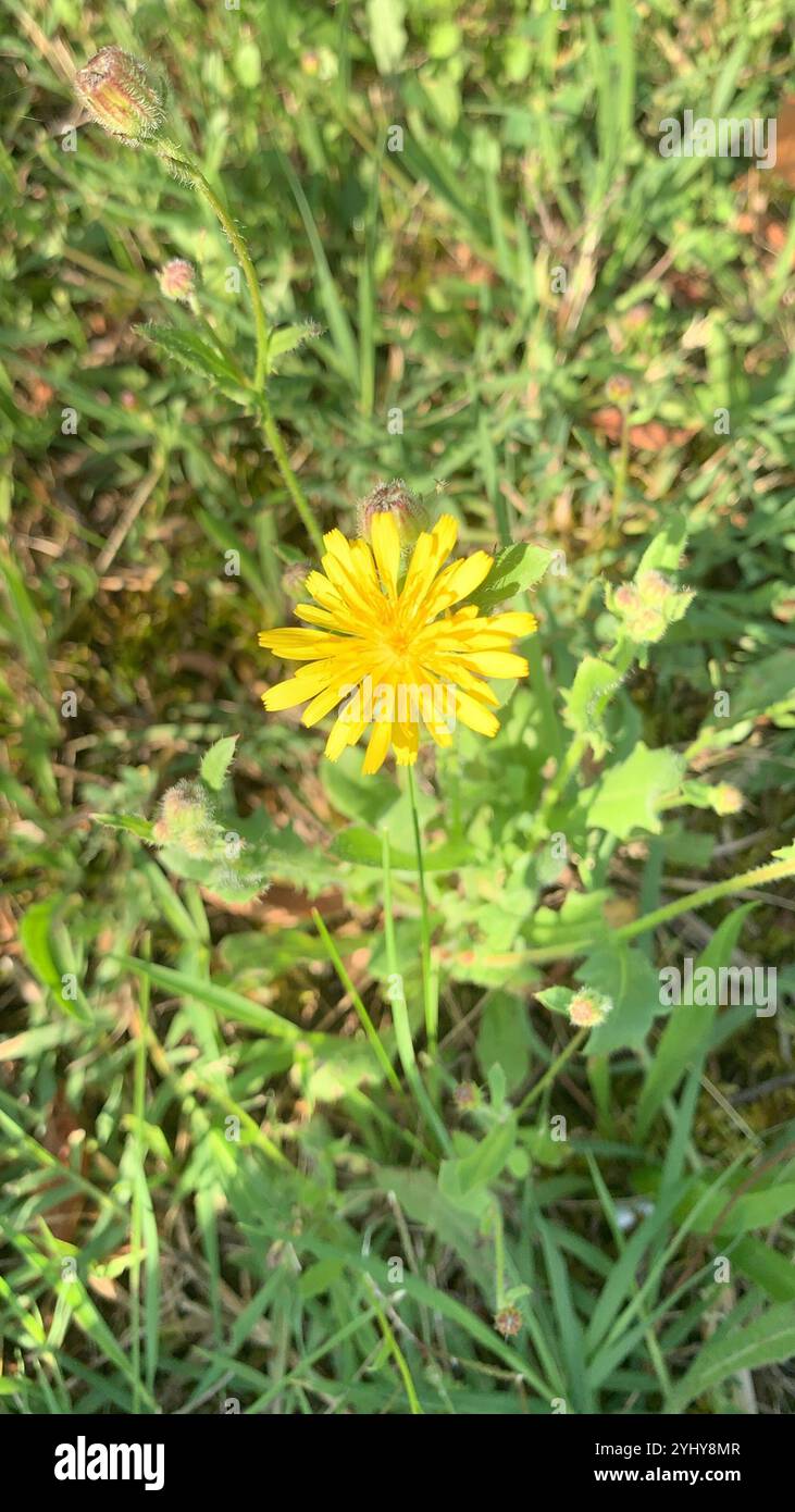 Hawkweed Oxtongue (Picris hieracioides) Stockfoto