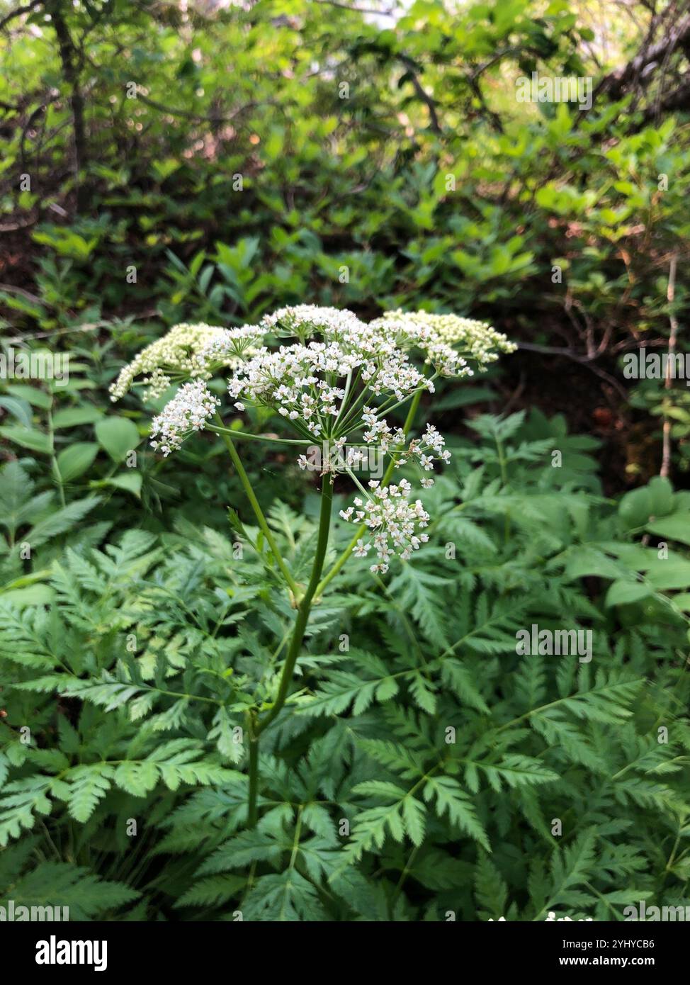 Gray's Lovage (Ligusticum grayi) Stockfoto