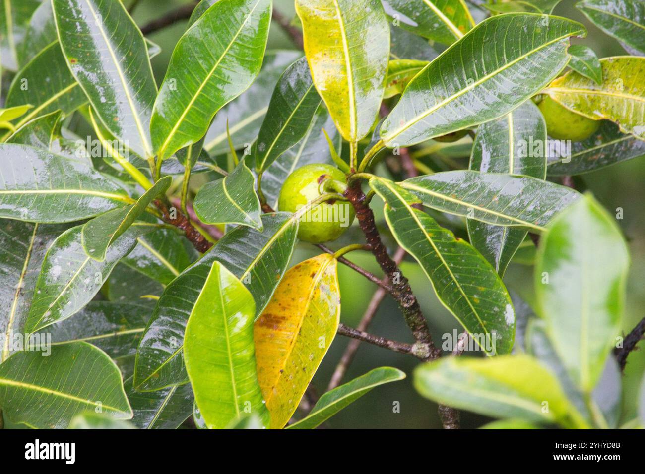 Wildfeige (Ficus insipida) Stockfoto