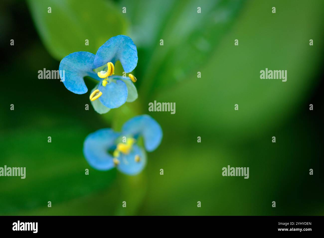 Nahaufnahme von Blauen Wildblumen. Stockfoto