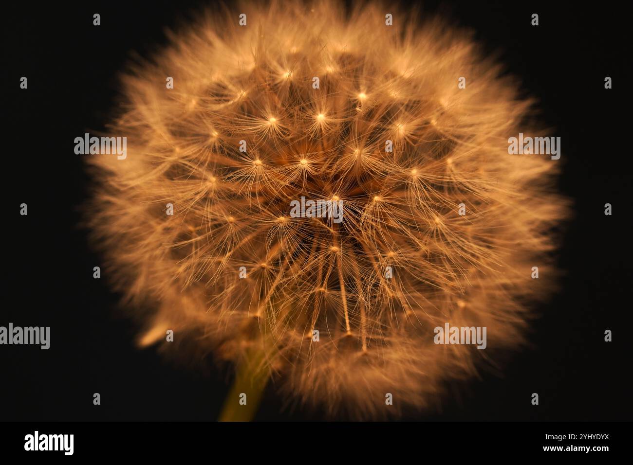 Eine Löwenzahnblume in der Nacht Stockfoto