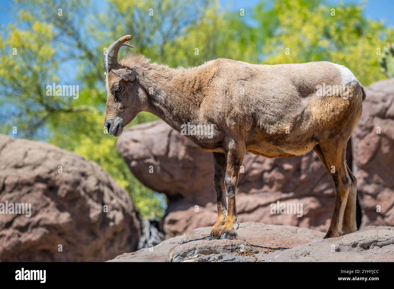 Ein Dickhornschafe auf dem Feld von Tucson, Arizona Stockfoto