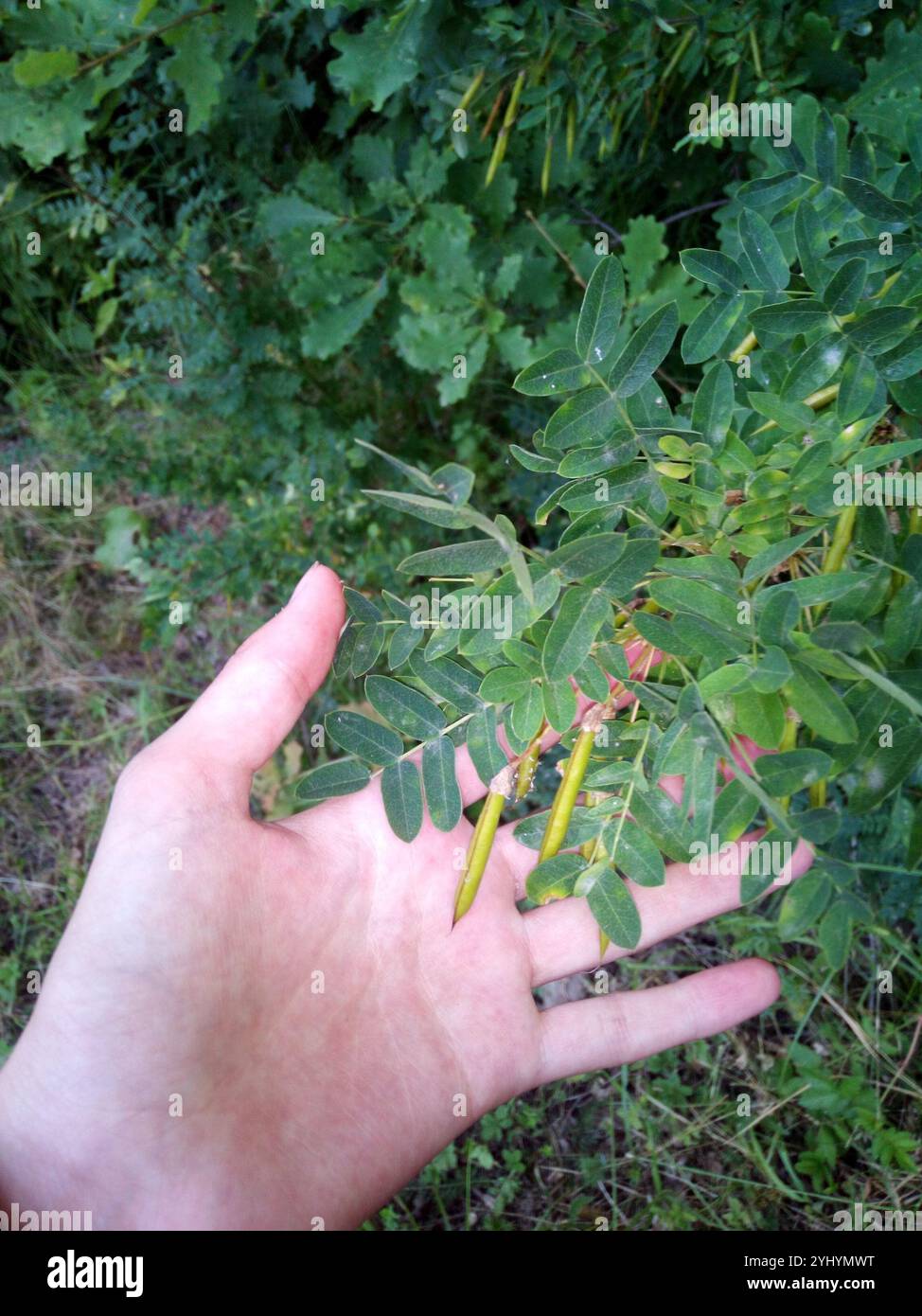 Sibirische Peashrub (Caragana Arborescens) Stockfoto