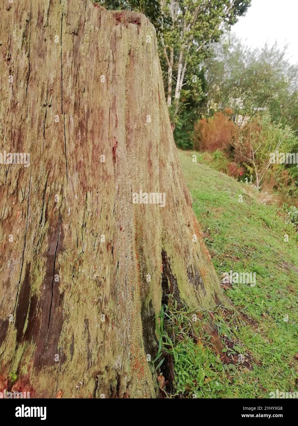 Britische Soldaten Flechten (Cladonia floerkeana) Stockfoto