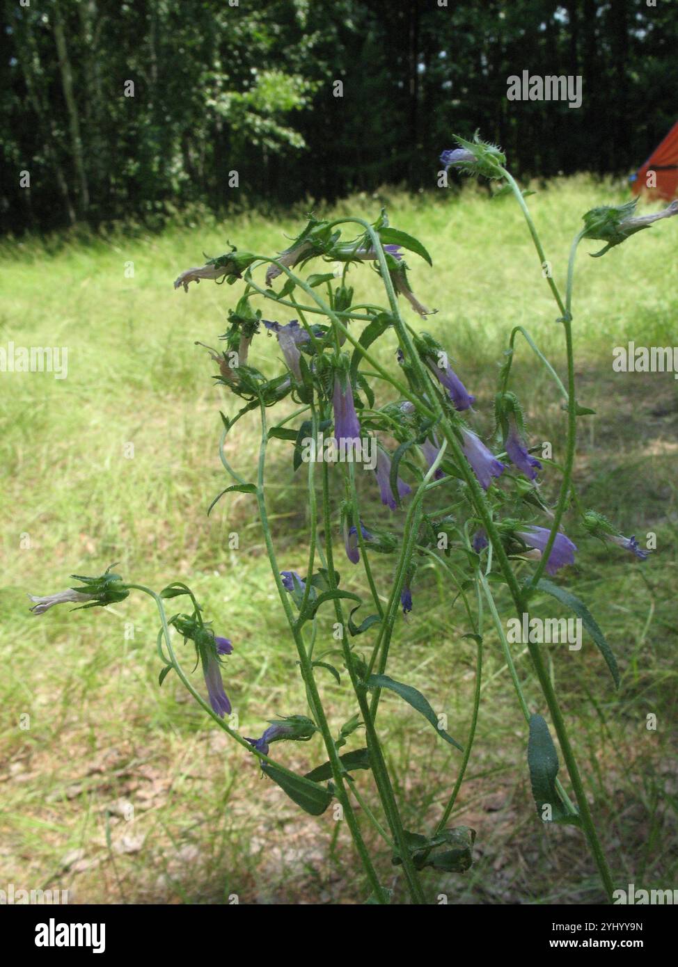 Sibirische Bellblume (Campanula sibirica) Stockfoto