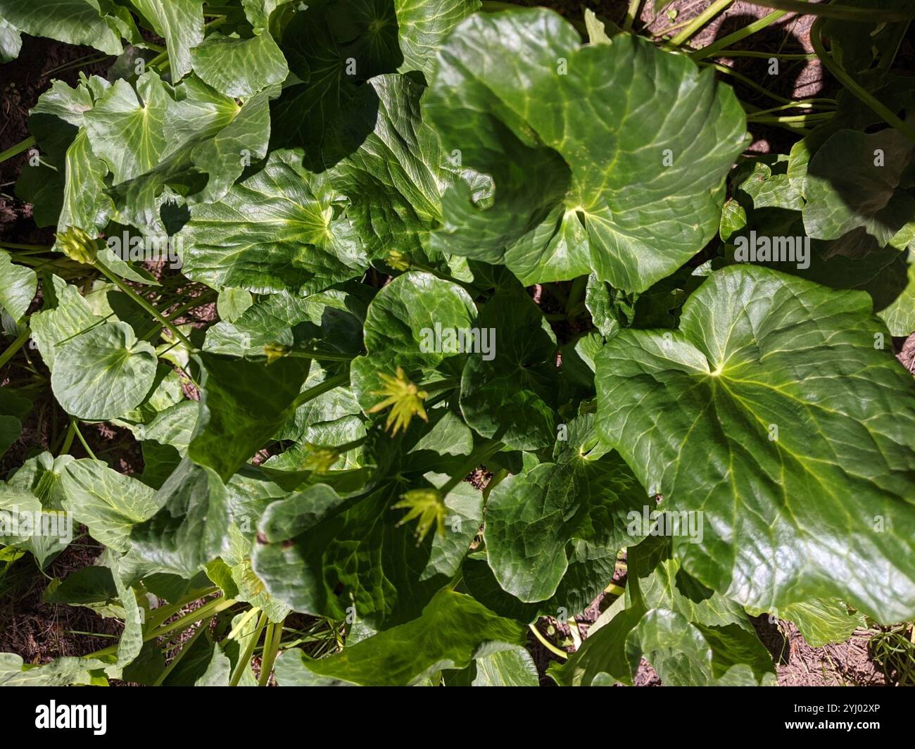 (Caltha leptosepala) Stockfoto