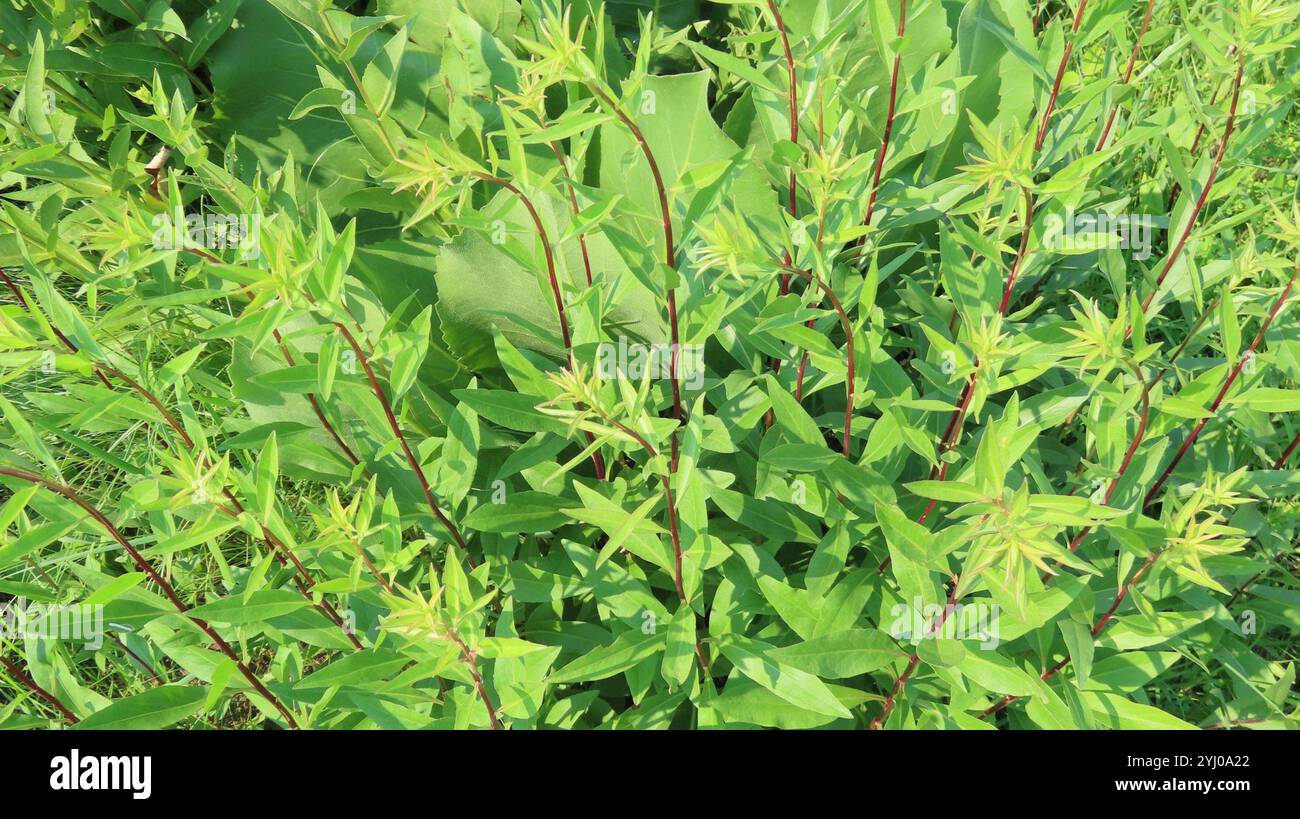 Steife Sonnenblume (Helianthus pauciflorus) Stockfoto