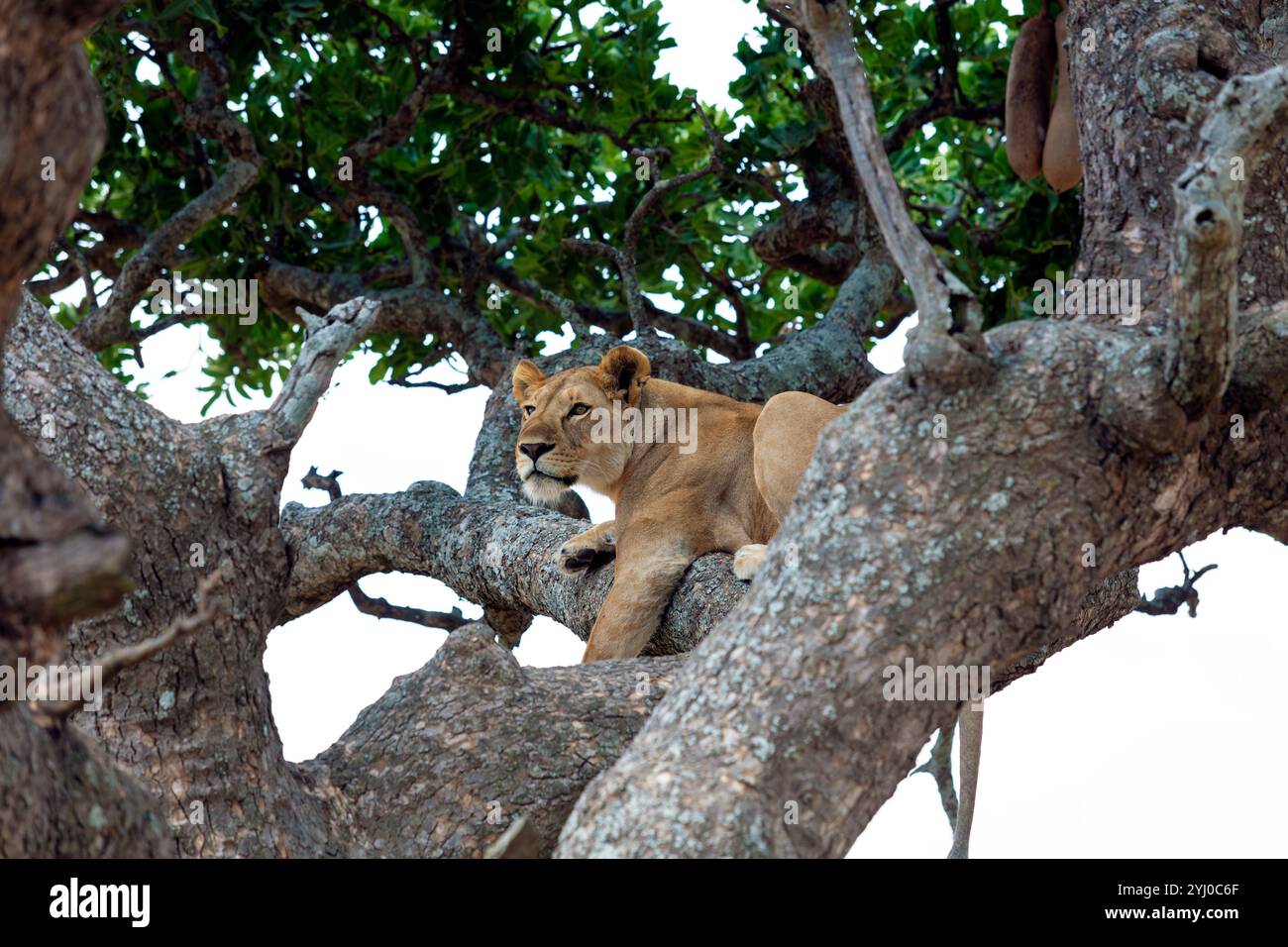 Weiblicher Löwe im Baum Ostafrika Stockfoto