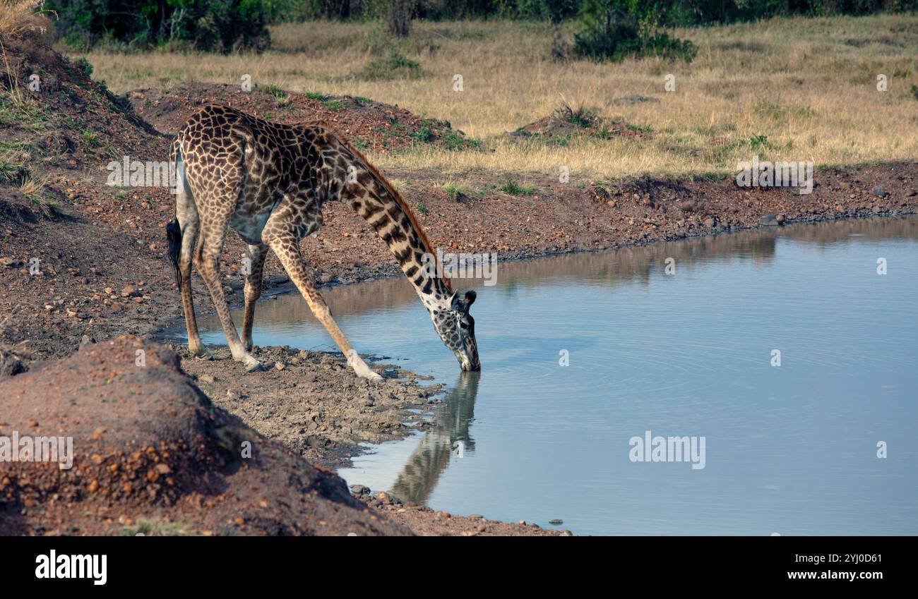 Giraffe im Wasserloch Ostafrika Stockfoto