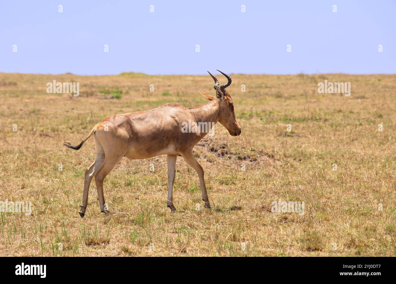 Hartebeest Ostafrika Stockfoto