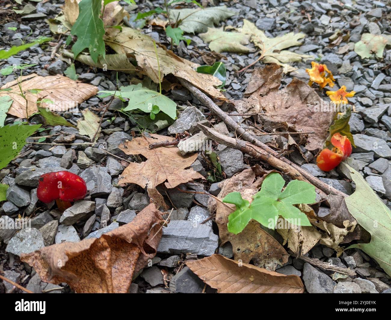 Vermilion Waxcap (Hygrocybe miniata) Stockfoto