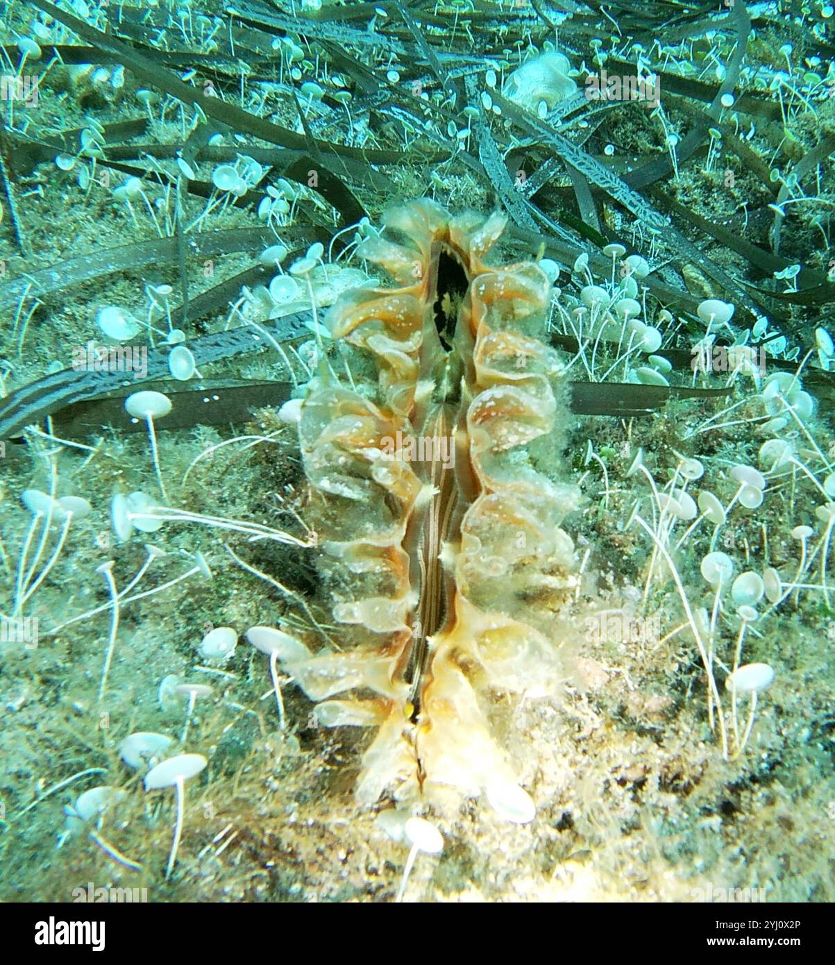 Spiny Fächermuschel (Pinna rudis) Stockfoto