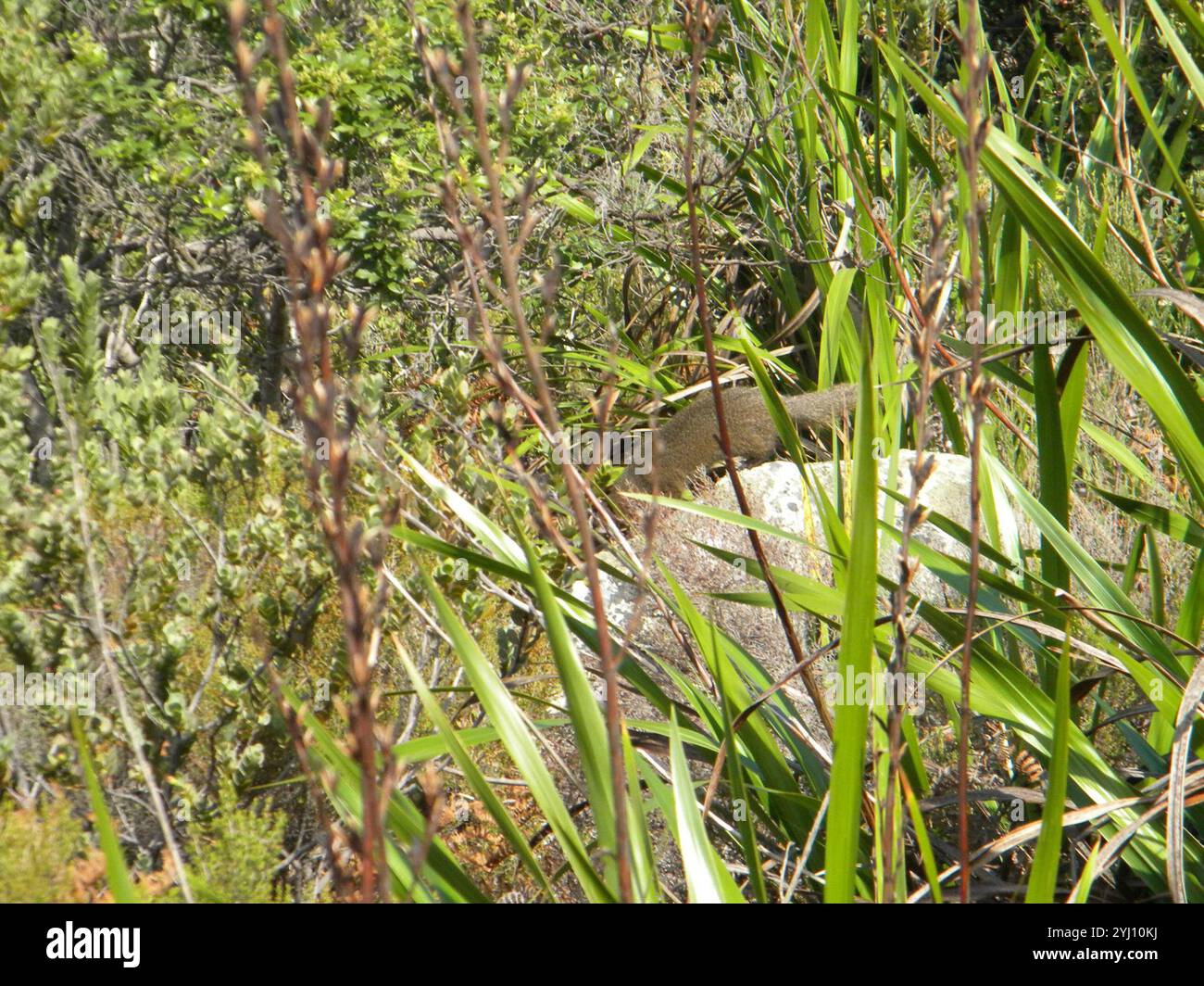 Kapgraue Mungo (Herpestes pulverulentus) Stockfoto