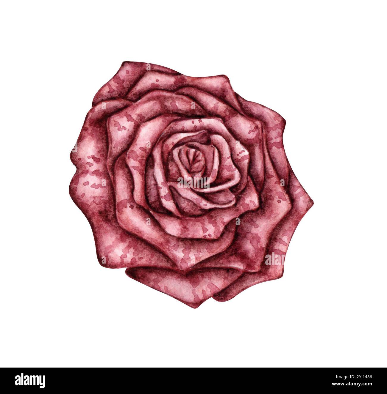 Rosenburgunderrot gotische Aquarellillustration. Botanische Dekoration für Halloween oder Day of the Dead isoliert vom Hintergrund. Konstruktionskonzept für Post Stockfoto