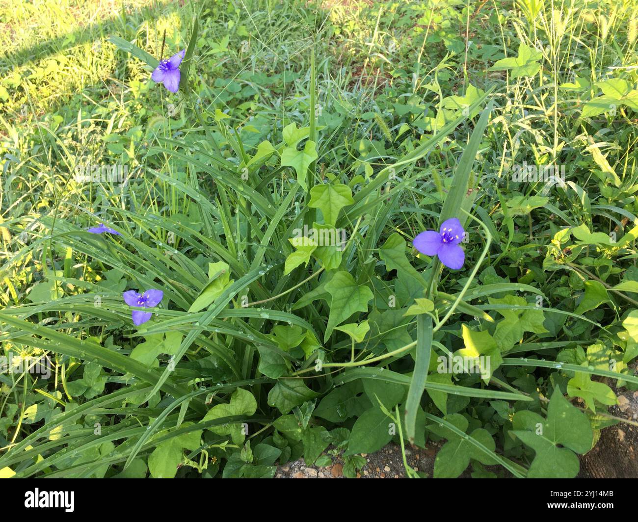 Ohio Dreimasterblume (Tradescantia Ohiensis) Stockfoto