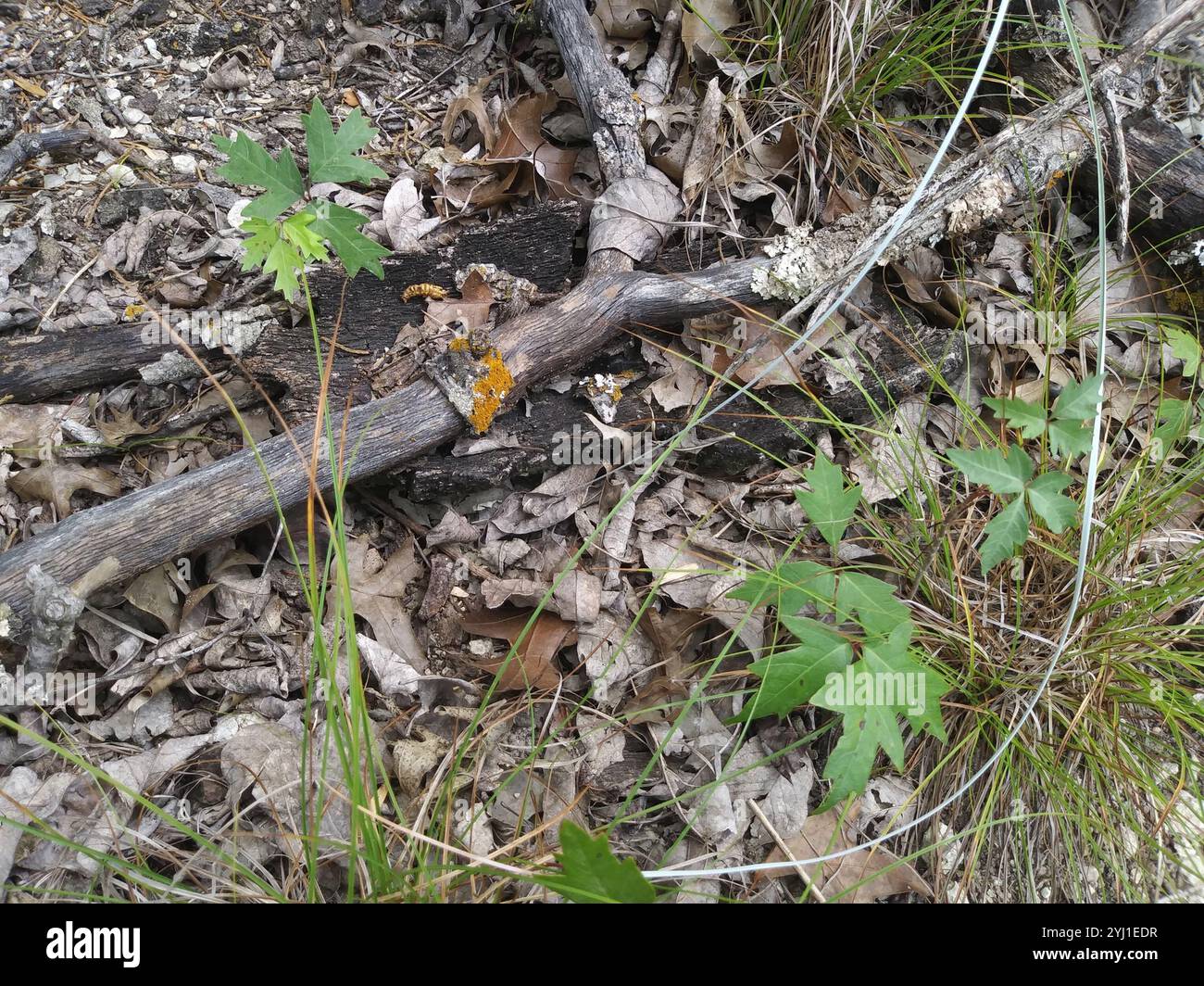 Atlantische Gifteiche (Toxicodendron pubescens) Stockfoto