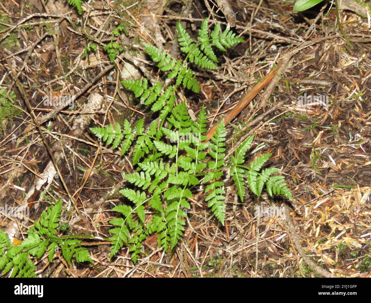 Holzfarn ausstreuen (Dryopteris expansa) Stockfoto