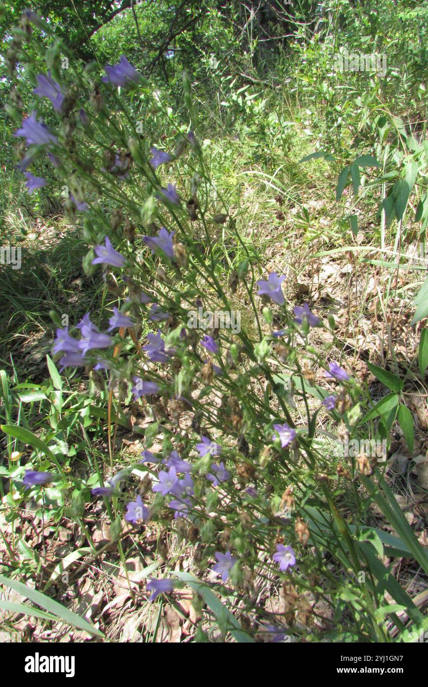 Sibirische Bellblume (Campanula sibirica) Stockfoto