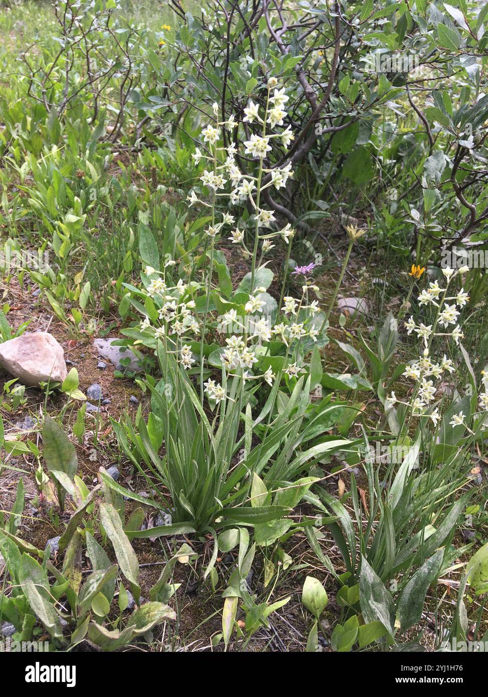 Mountain Deathcamas (Anticlea elegans) Stockfoto