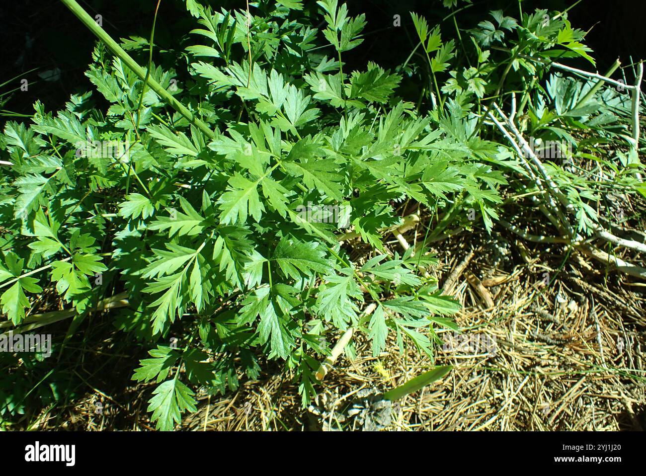 Gray's Lovage (Ligusticum grayi) Stockfoto