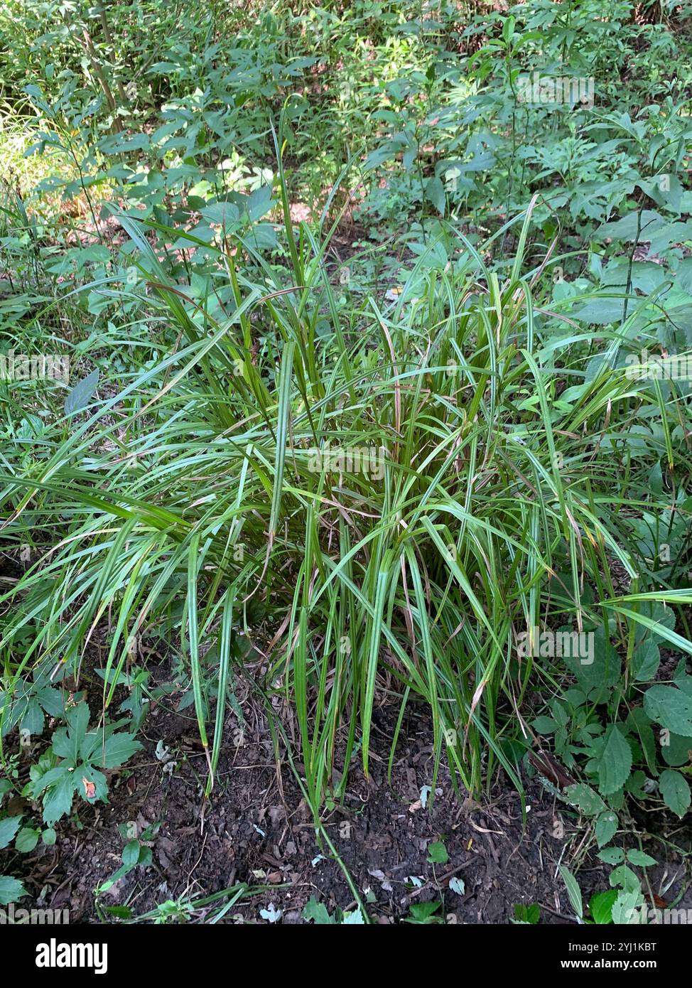Gray's Segge (Carex gryi) Stockfoto