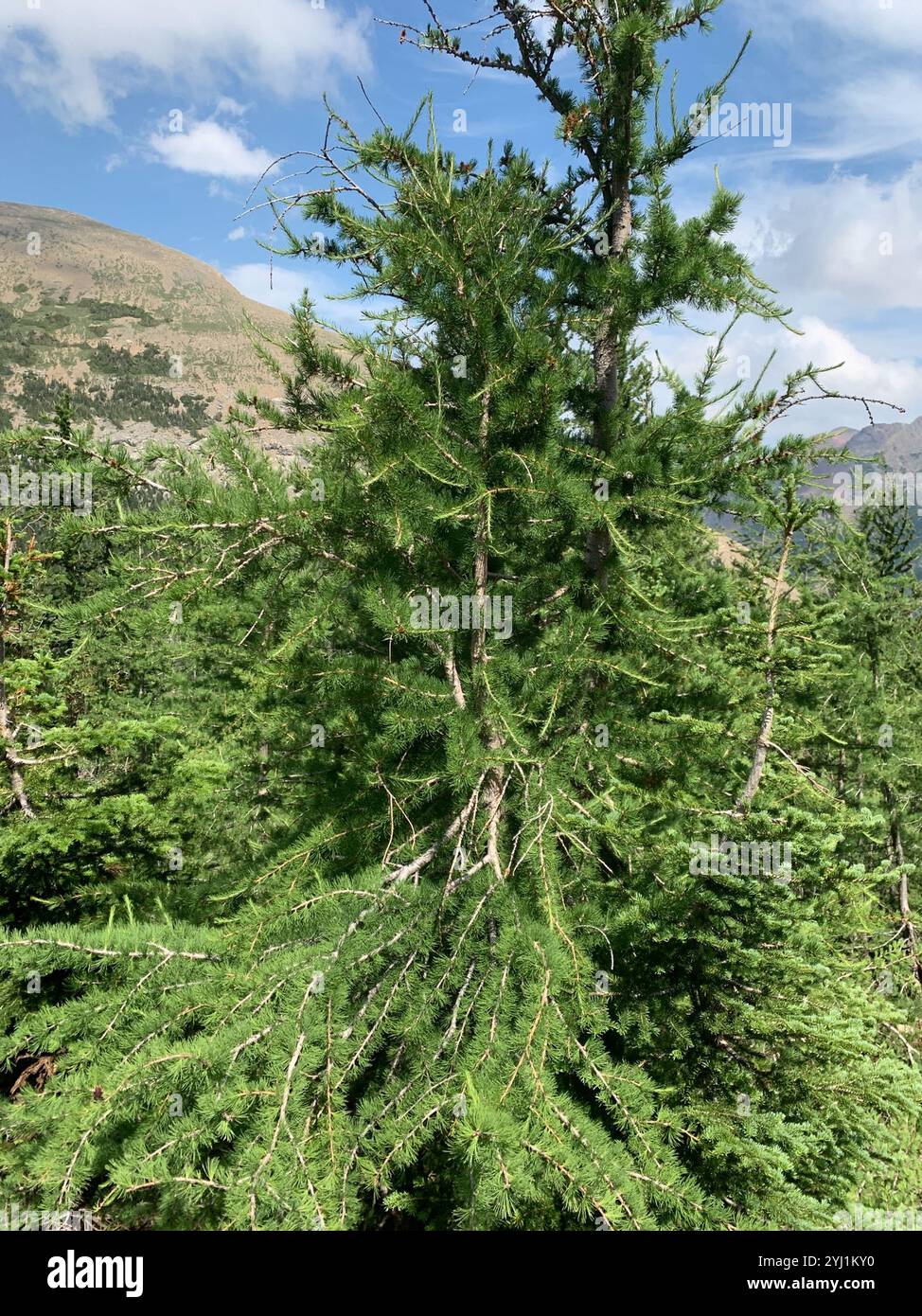 Subalpine Lärche (Larix lyallii) Stockfoto
