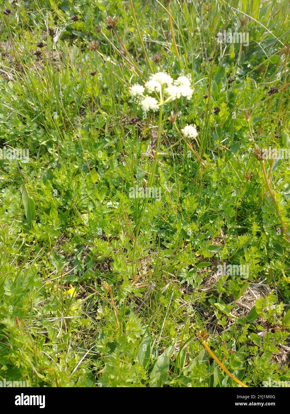 Gray's Lovage (Ligusticum grayi) Stockfoto