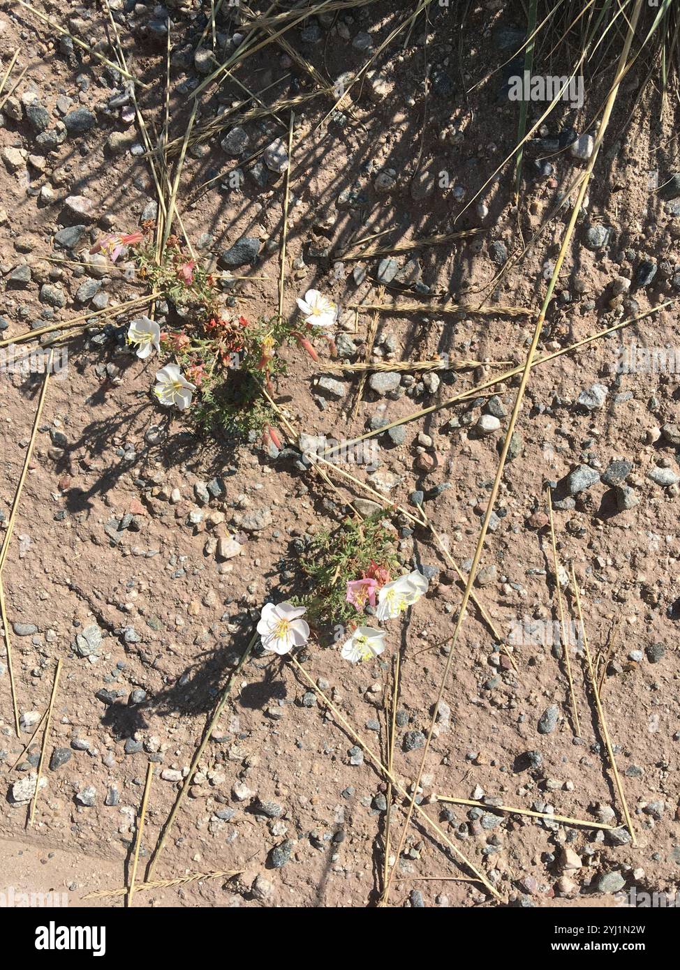 Blasser Nachtkerzen (Oenothera pallida pallida) Stockfoto