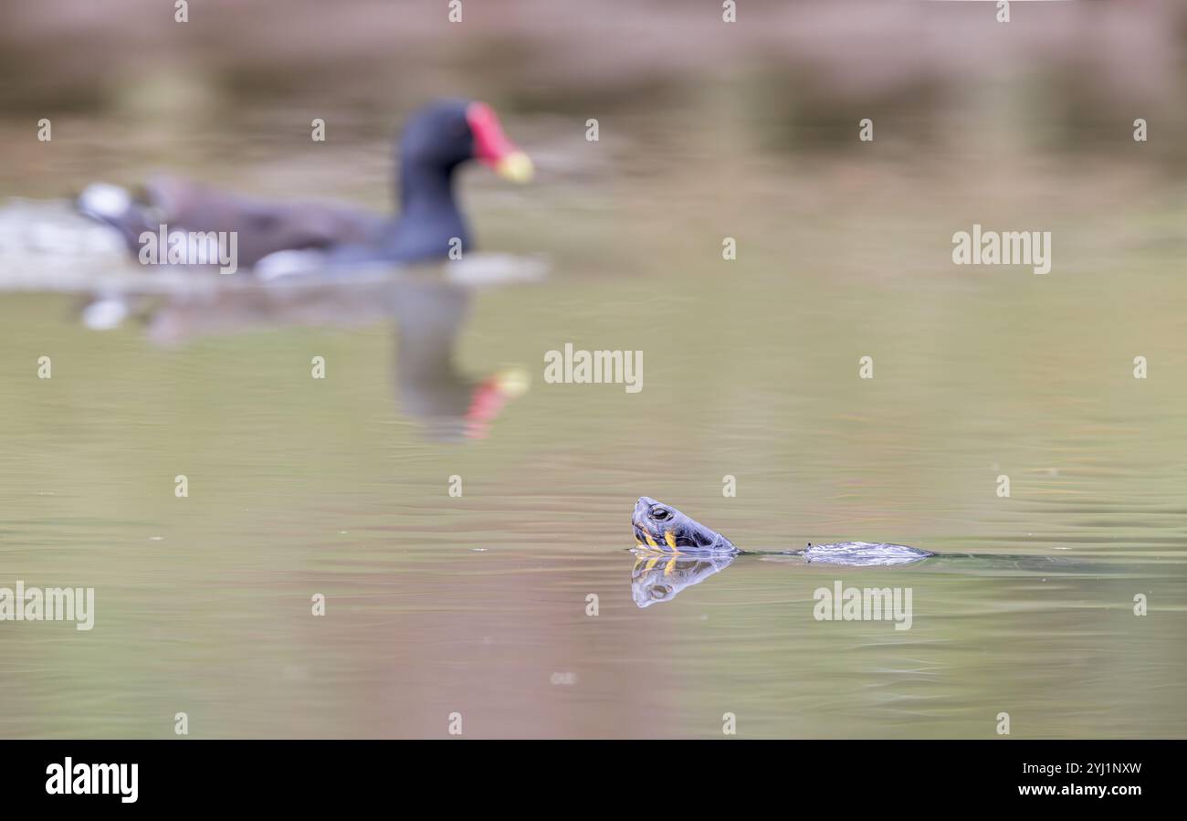 Terrapin schwimmt im Angelsee mit Moorhen im Hintergrund außer Fokus. Nicht einheimische Arten, die von jemandem in die lokale Fischerei entlassen werden Stockfoto