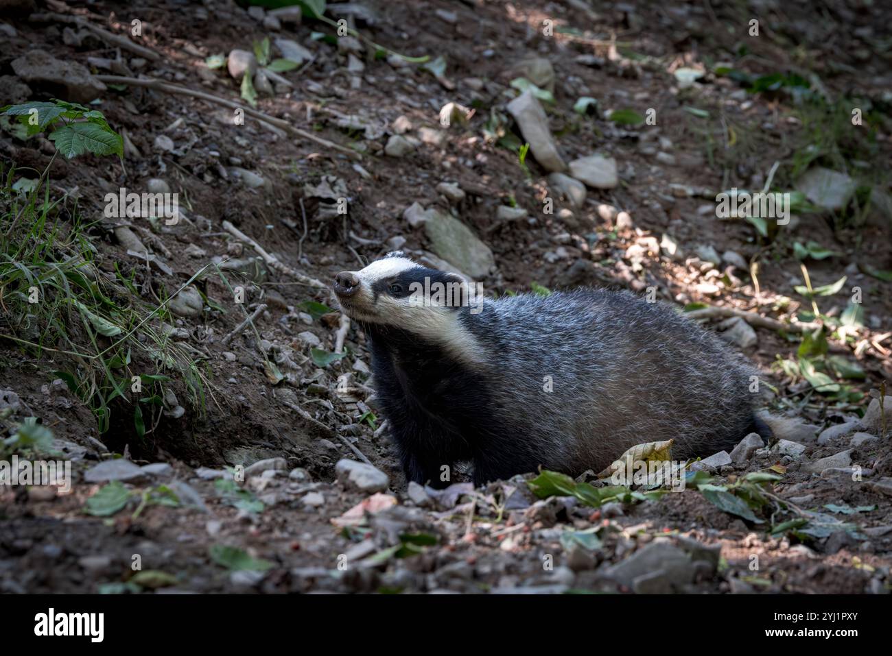 Badger [ Meles meles ] draußen bei Tageslicht, Schottland, Großbritannien Stockfoto