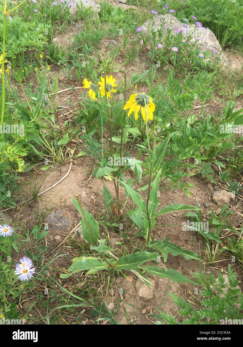 Nickende Zwergsonnenblume (Helianthella quinquenervis) Stockfoto