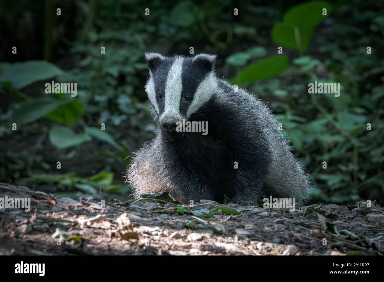 Badger [ Meles meles ] draußen bei Tageslicht, Schottland, Großbritannien Stockfoto