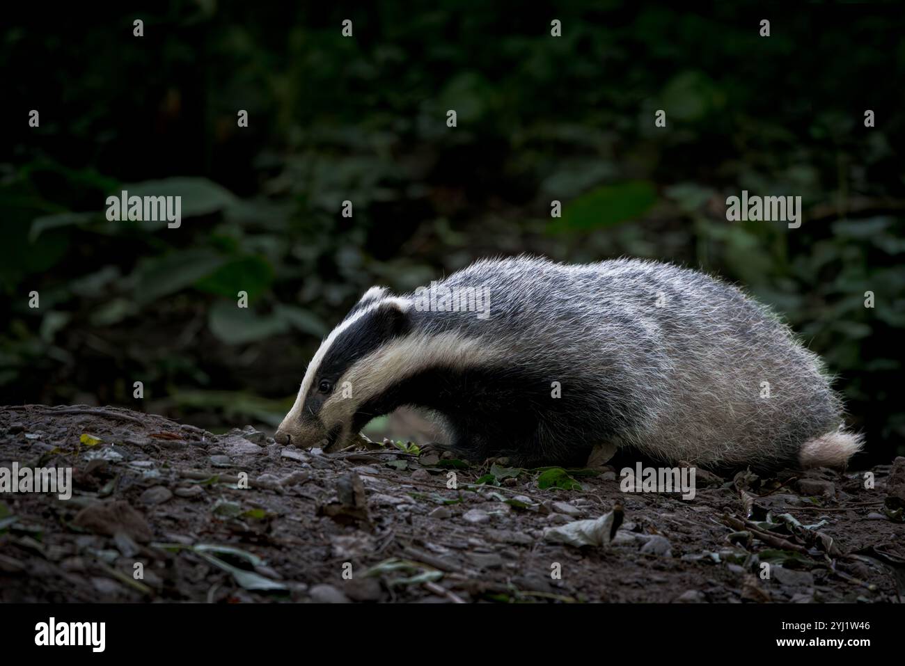 Badger [ Meles meles ] draußen bei Tageslicht, Schottland, Großbritannien Stockfoto