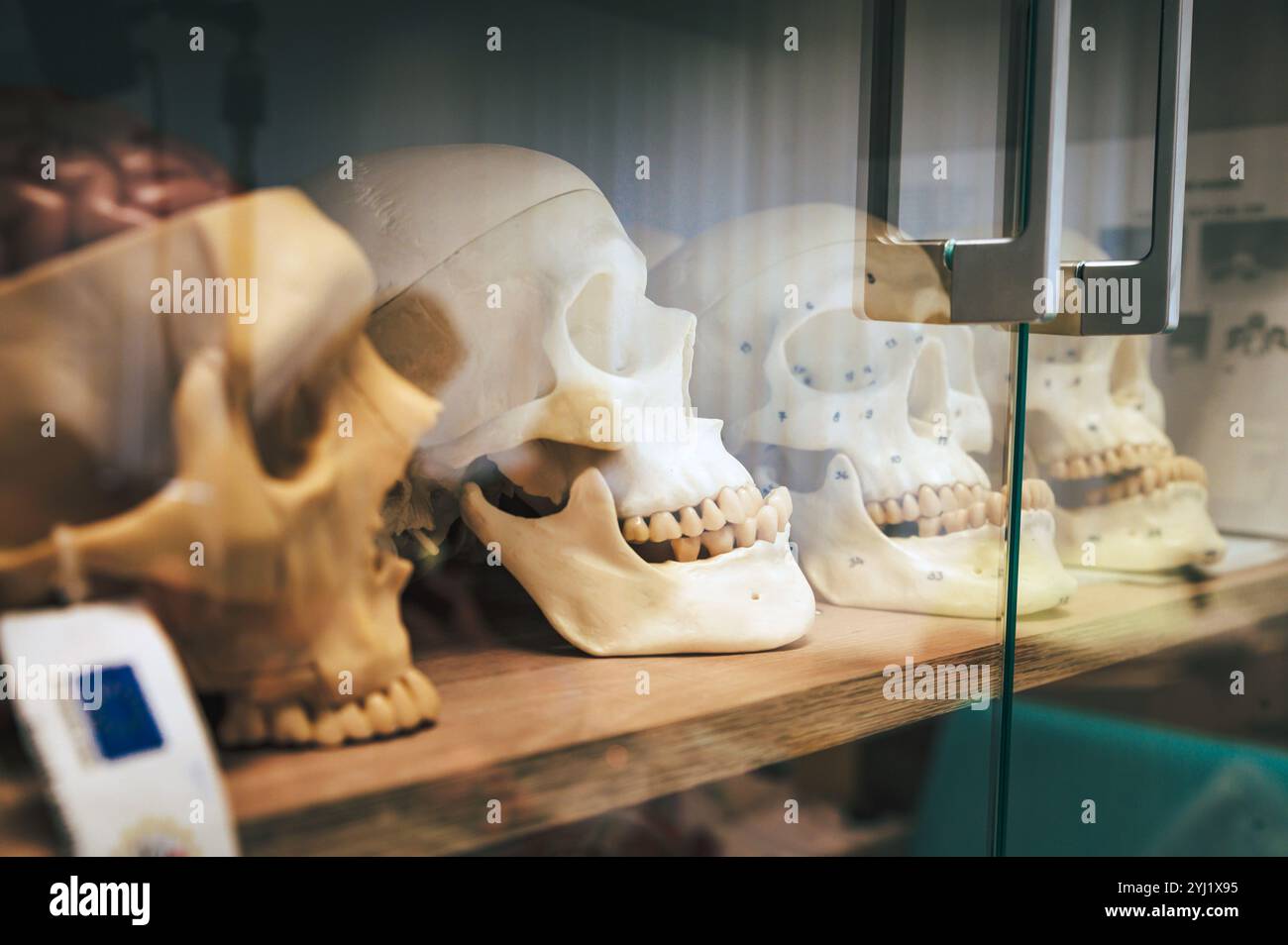 Menschliche Schädel in einem Kabinett für Medizinstudenten platziert, pädagogisches Werkzeug für medizinische Lernzwecke Stockfoto