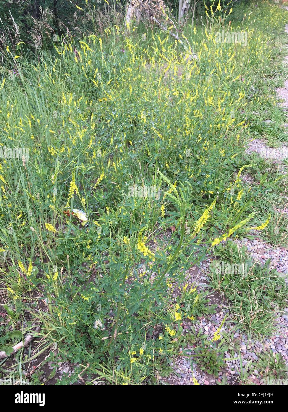 Gelber Süßklee (Melilotus officinalis) Stockfoto