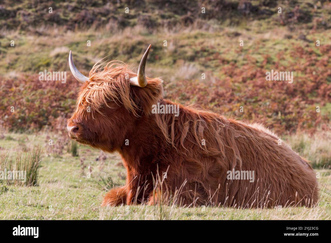 Highland Cow (Bos taurus taurus taurus) sitzt auf dem Feld, Isle of Mull, Schottland Stockfoto