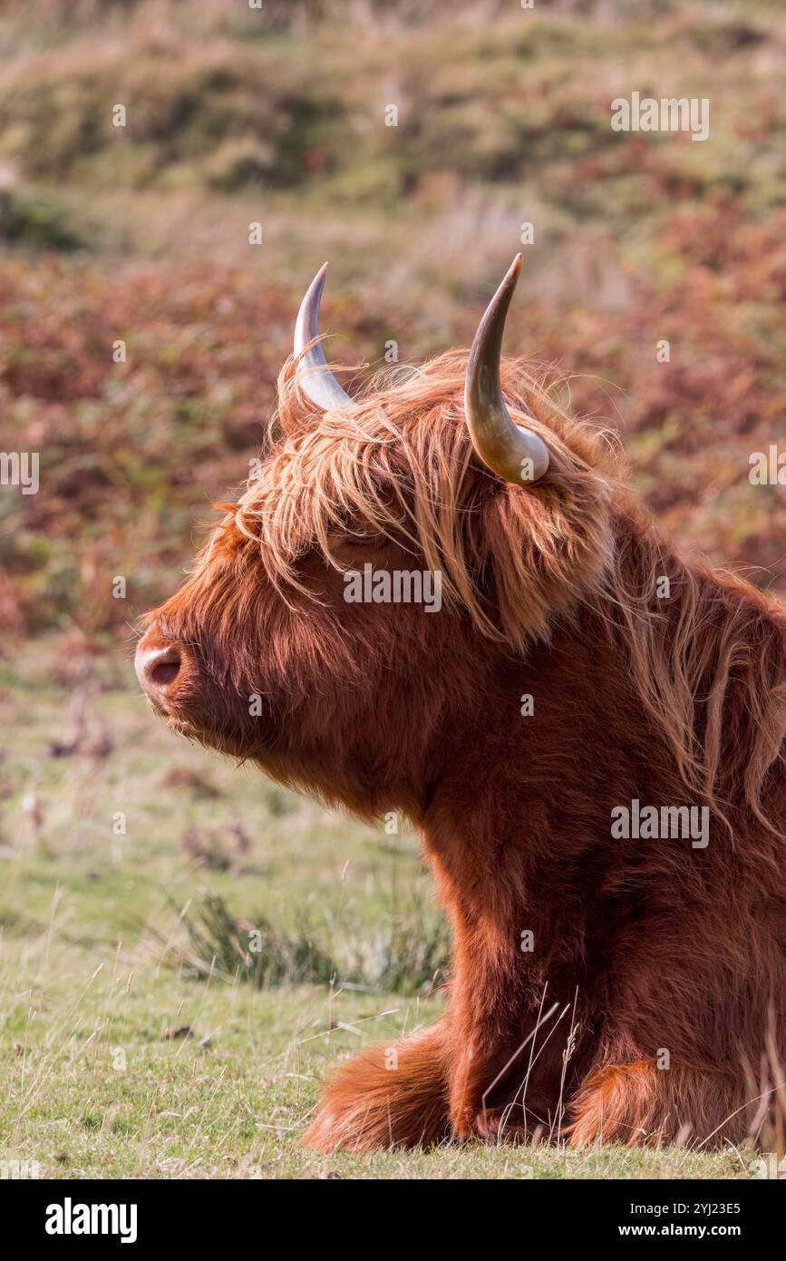 Highland Cow (Bos taurus taurus taurus) sitzt auf dem Feld, Isle of Mull, Schottland Stockfoto