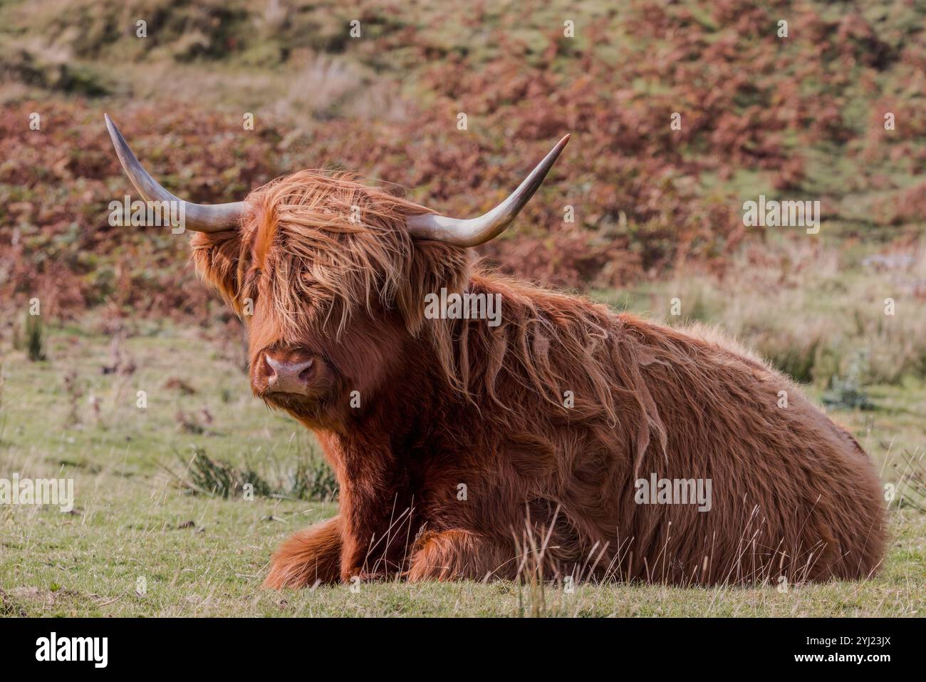 Highland Cow (Bos taurus taurus taurus) sitzt auf dem Feld, Isle of Mull, Schottland Stockfoto