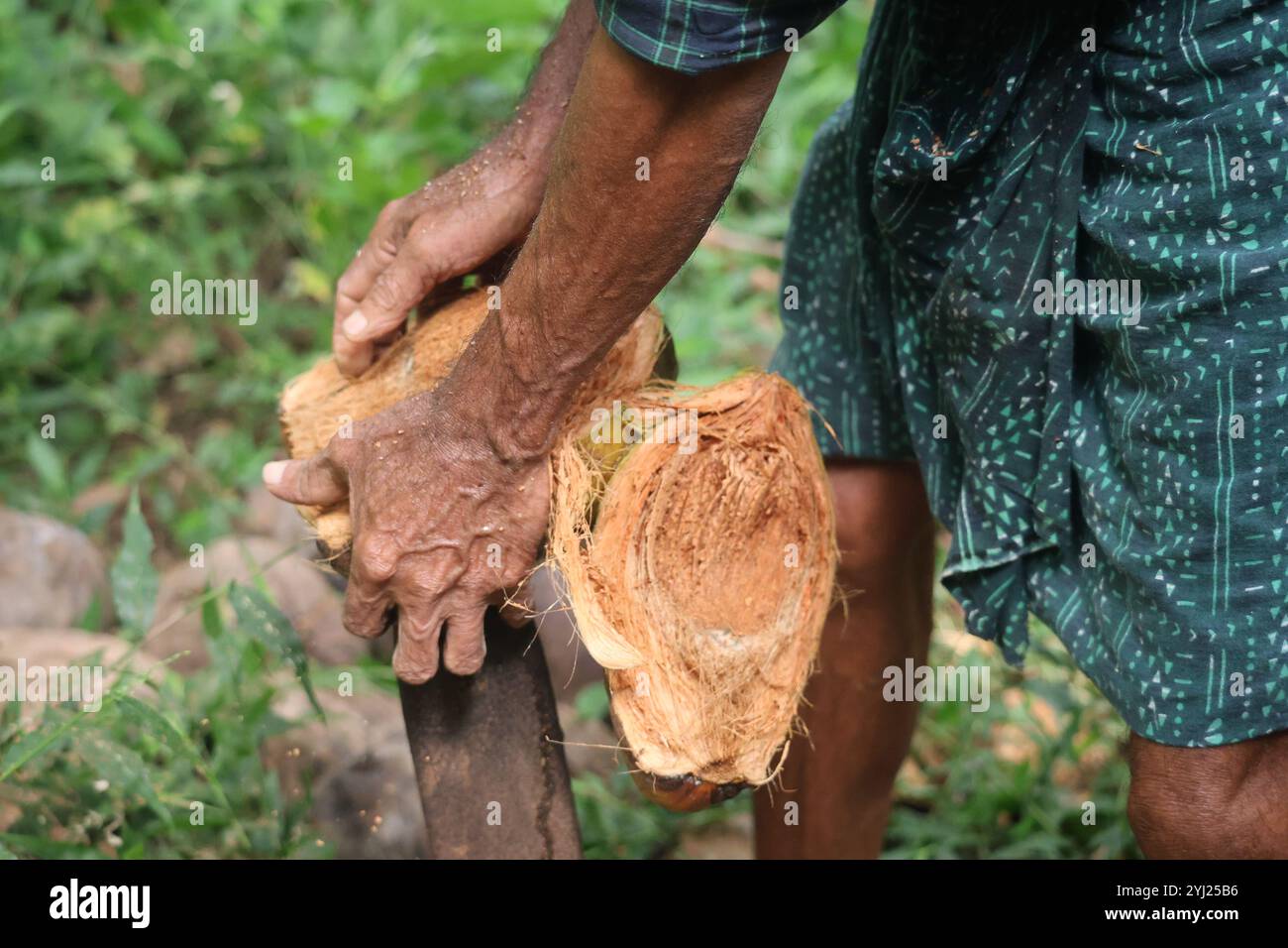 De die Kokosnuss schälen. Ein Landwirt versucht, die Schale mit einem scharfen Eisenstab zu entfernen, ein einzigartiges Werkzeug für Bauern in Nord-Kerala, Indien Stockfoto