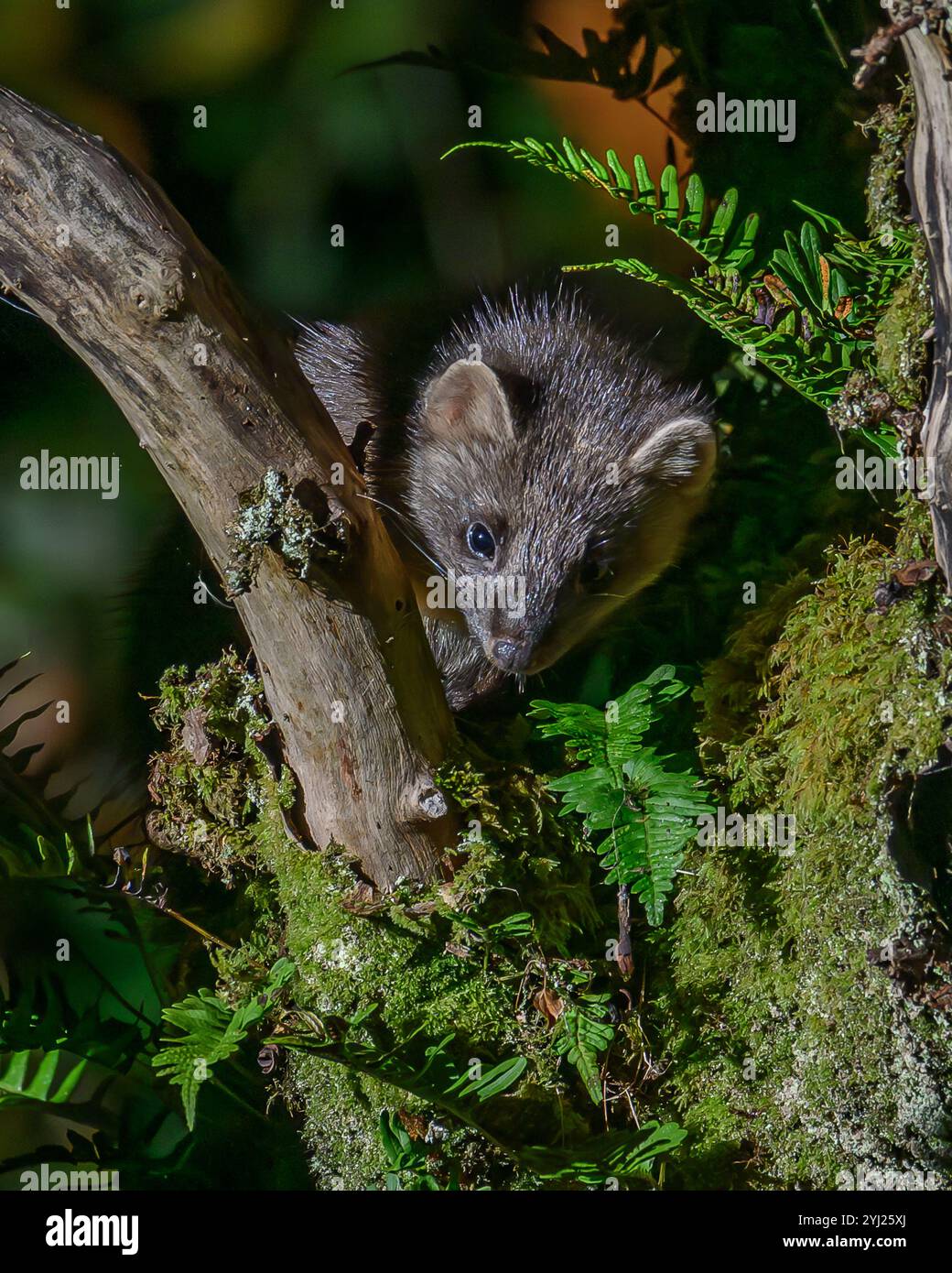 Kiefernmarder im Dyfi Forest in Wales Stockfoto