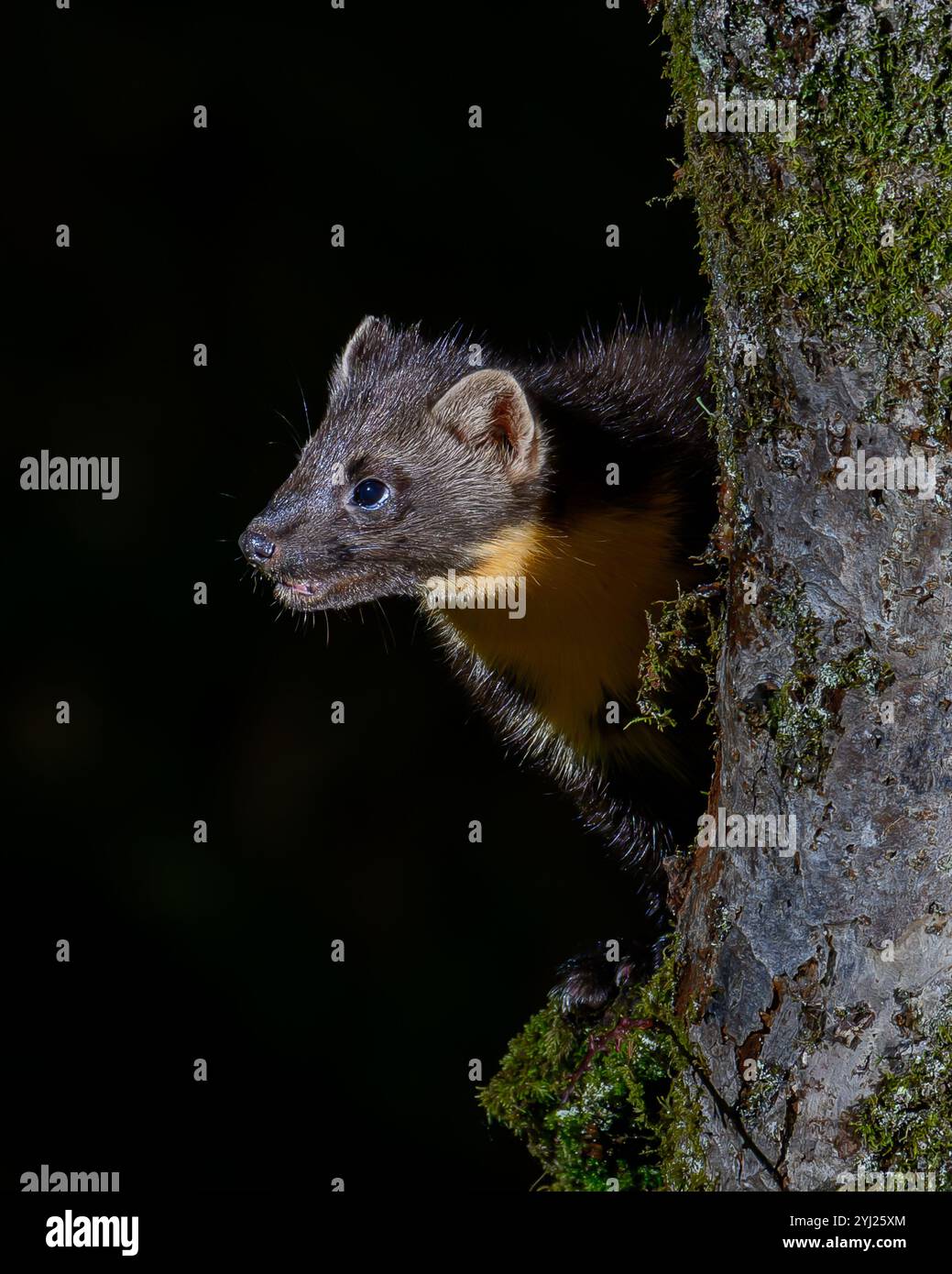 Kiefernmarder im Dyfi Forest in Wales Stockfoto