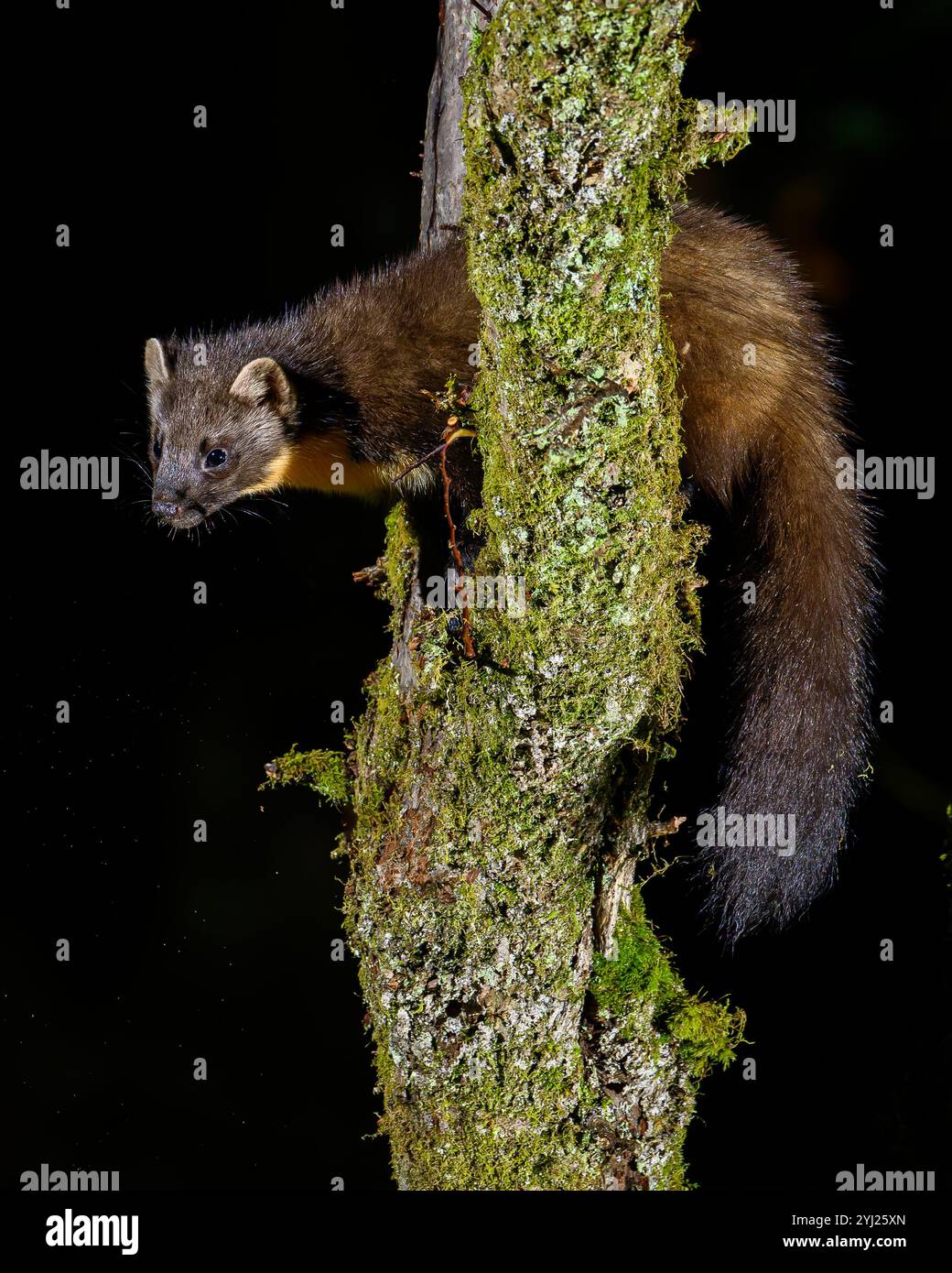 Kiefernmarder im Dyfi Forest in Wales Stockfoto