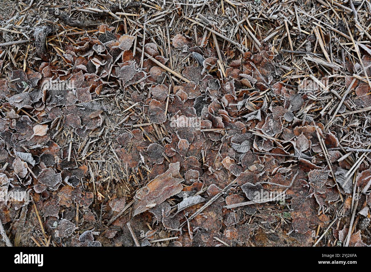 Eine Nahaufnahme eines frostigen Waldbodens, bedeckt mit toten Blättern, Zweigen und getrocknetem Gras. Die Blätter sind mit einer dünnen Frostschicht beschichtet, was ihnen eine te verleiht Stockfoto