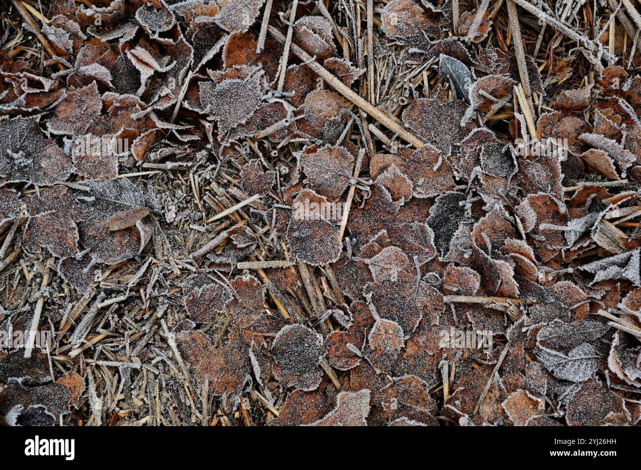 Eine Nahaufnahme eines frostigen Waldbodens, bedeckt mit toten Blättern, Zweigen und getrocknetem Gras. Die Blätter sind mit einer dünnen Frostschicht beschichtet, was ihnen eine te verleiht Stockfoto