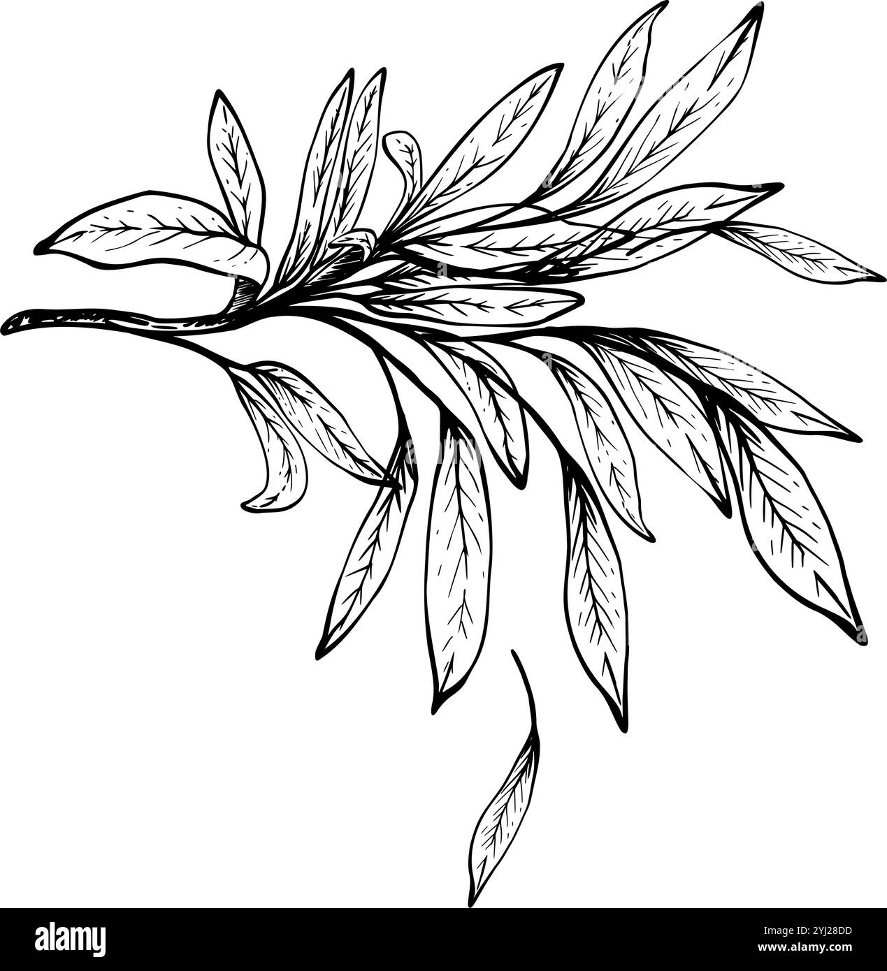 Olivenzweig, keine Früchte mit Blättern. Schwarz-weiße grafische handgezeichnete Vektorillustration. Fruchtlose botanische Clipart für Karte, Essen, Kosmetik Stock Vektor