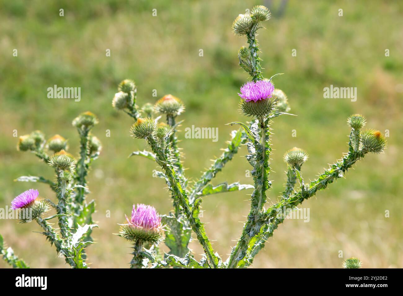 Gesegnete Distelblumen auf einem Feld, Nahaufnahme. Mariendistel blüht auf einer Wiese. Kräutermedizin Silybum marianum, Marias Mariendistel, Marias Mariendistel Stockfoto