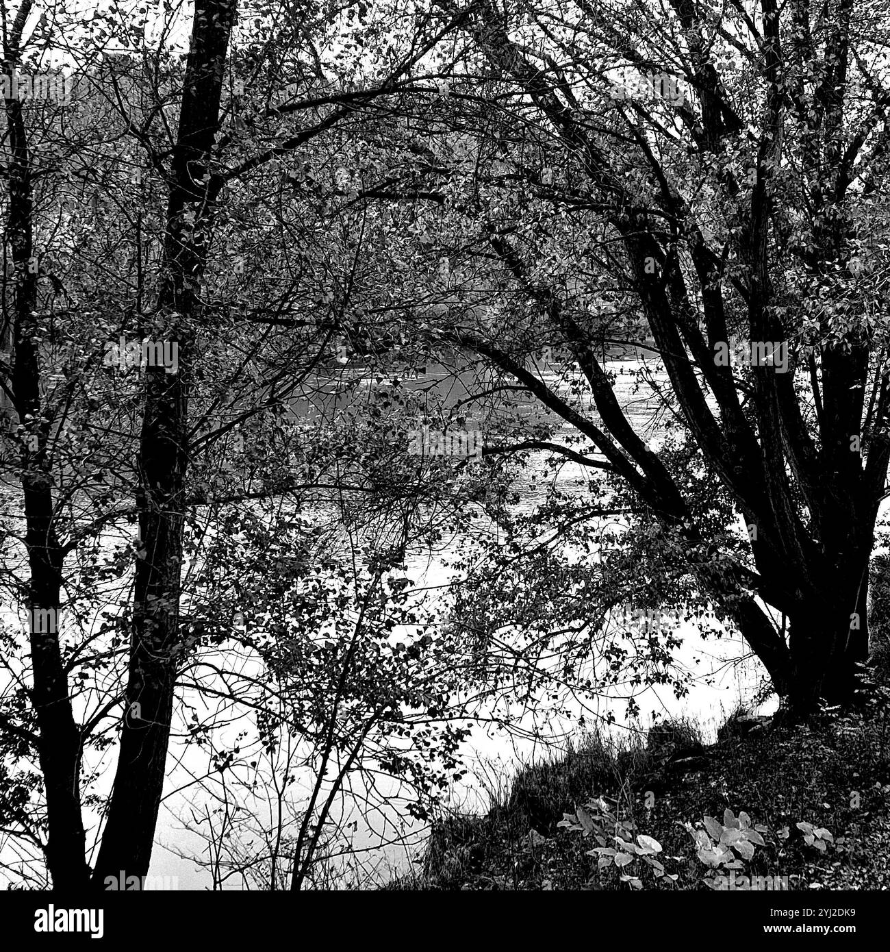 Der Fluss Saône bei Fontaine sur Saône, Rhone, Frankreich Stockfoto