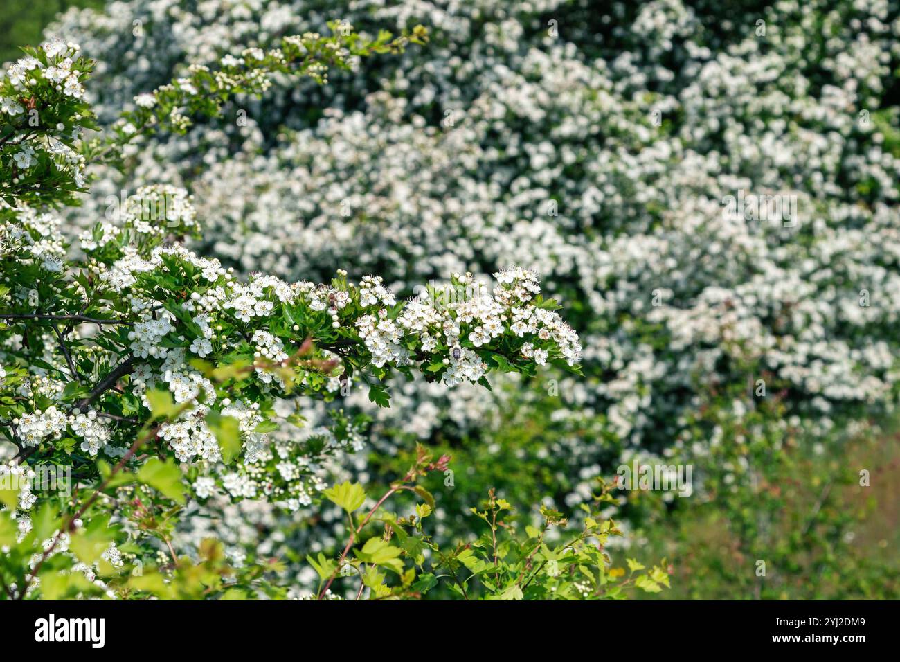 Crataegus monogyna, bekannt als gewöhnlicher Weißdorn, Weißdorn oder Weißdorn mit Einsaat, ist eine in Europa, Nordwestafrika heimische Weißdornart Stockfoto