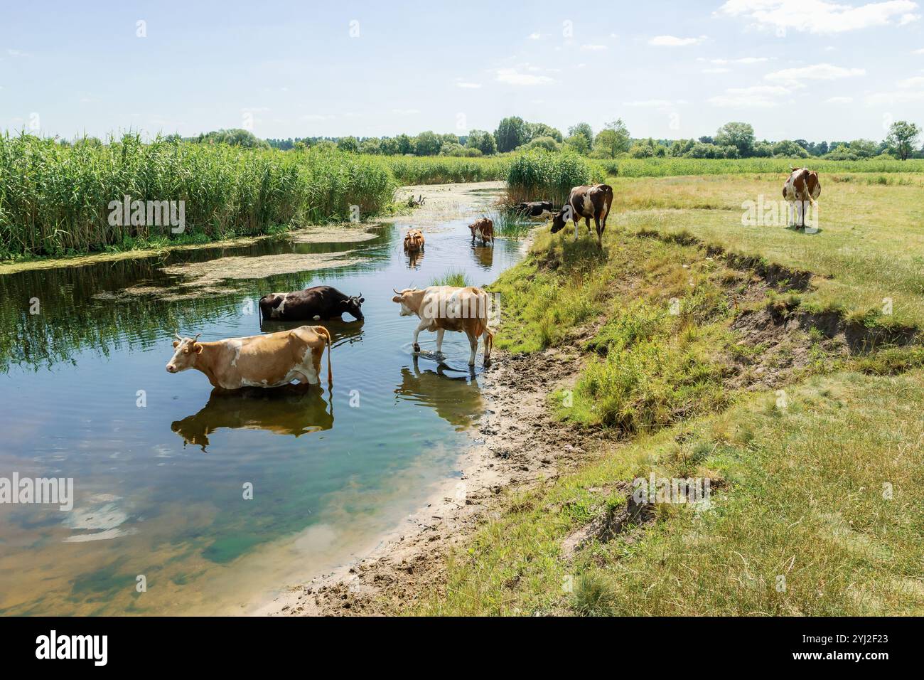 Rinderherde, die Wasser aus dem Fluss trinken bei heißem Sommerwetter, ländlicher Szene, Reflexion im Wasser. Eine Kuh trinkt Wasser, während sie im Fluss steht Stockfoto